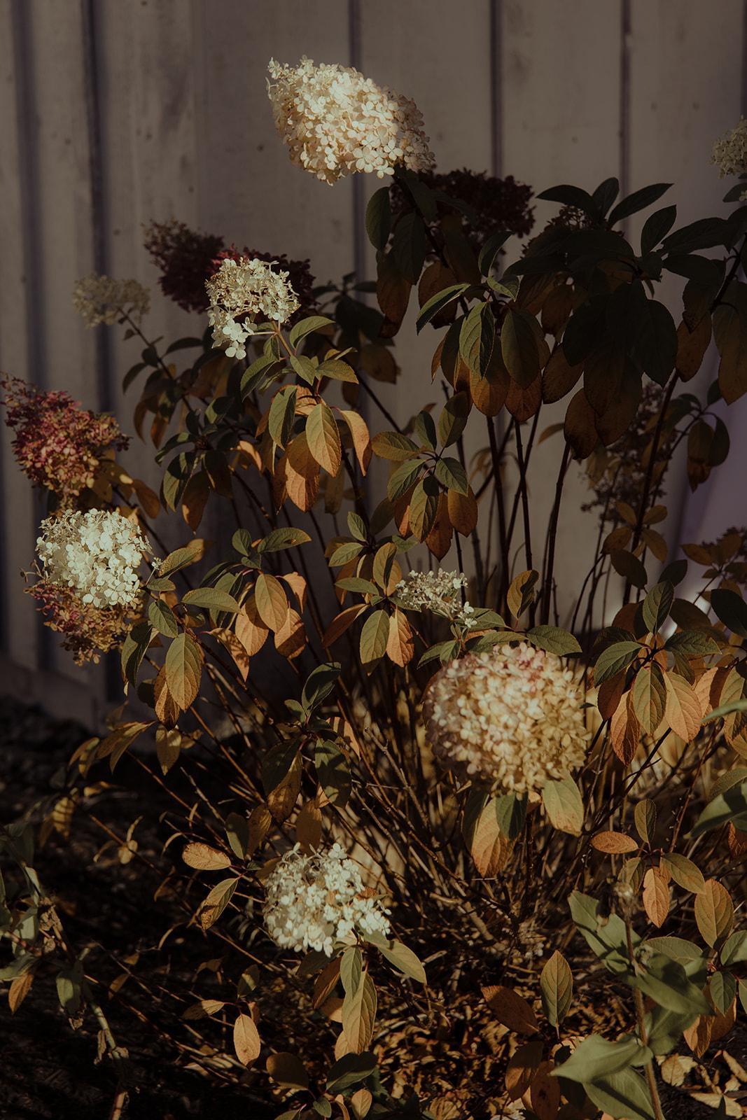 Hydrangeas in morning light against the barn